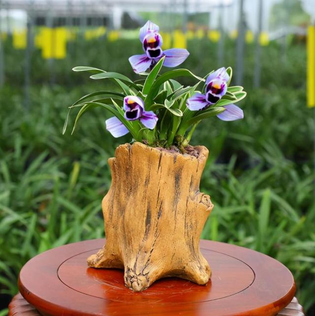 什么兰既有观赏性又香,哪种兰开花又香又好看