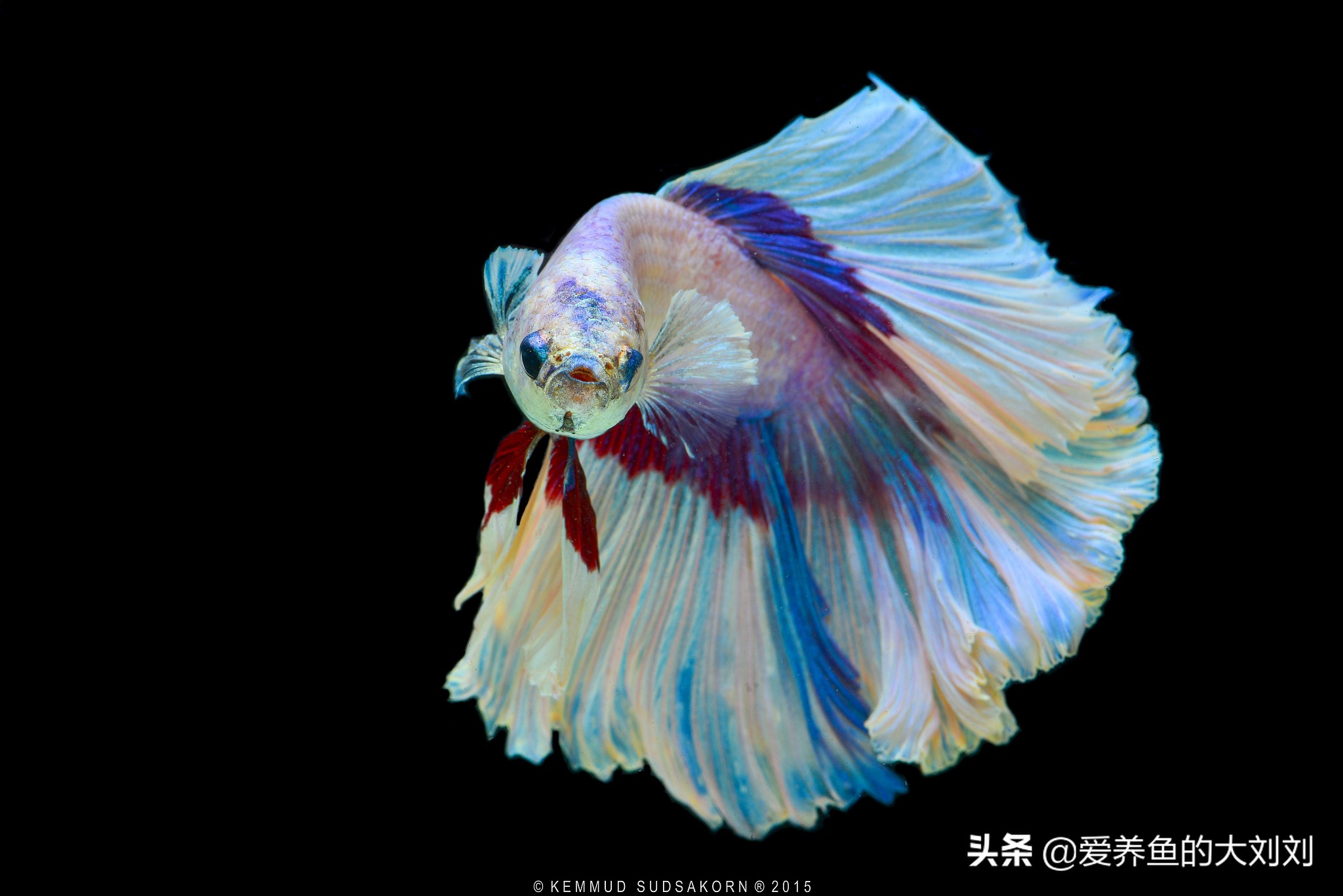 鱼缸可以用活性炭和石英砂过滤吗,鱼缸过滤材料活性炭多久换一次