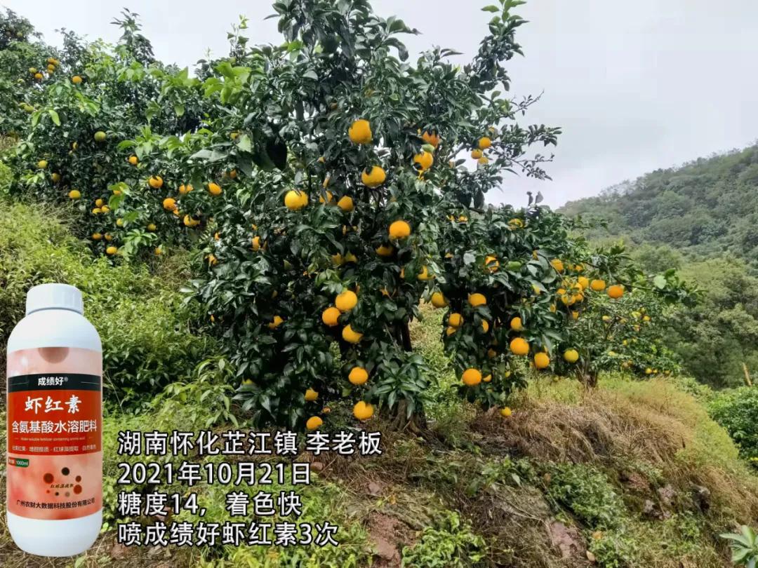 2023爱媛28红美人收购价格,红美人爱媛28号果冻橙多少钱一斤