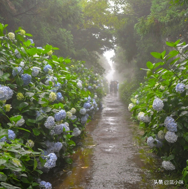 济州岛山君不离完整版,原始济州岛游玩攻略