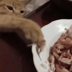 猫一天放了好几个臭屁,猫咪放的屁巨臭怎么回事