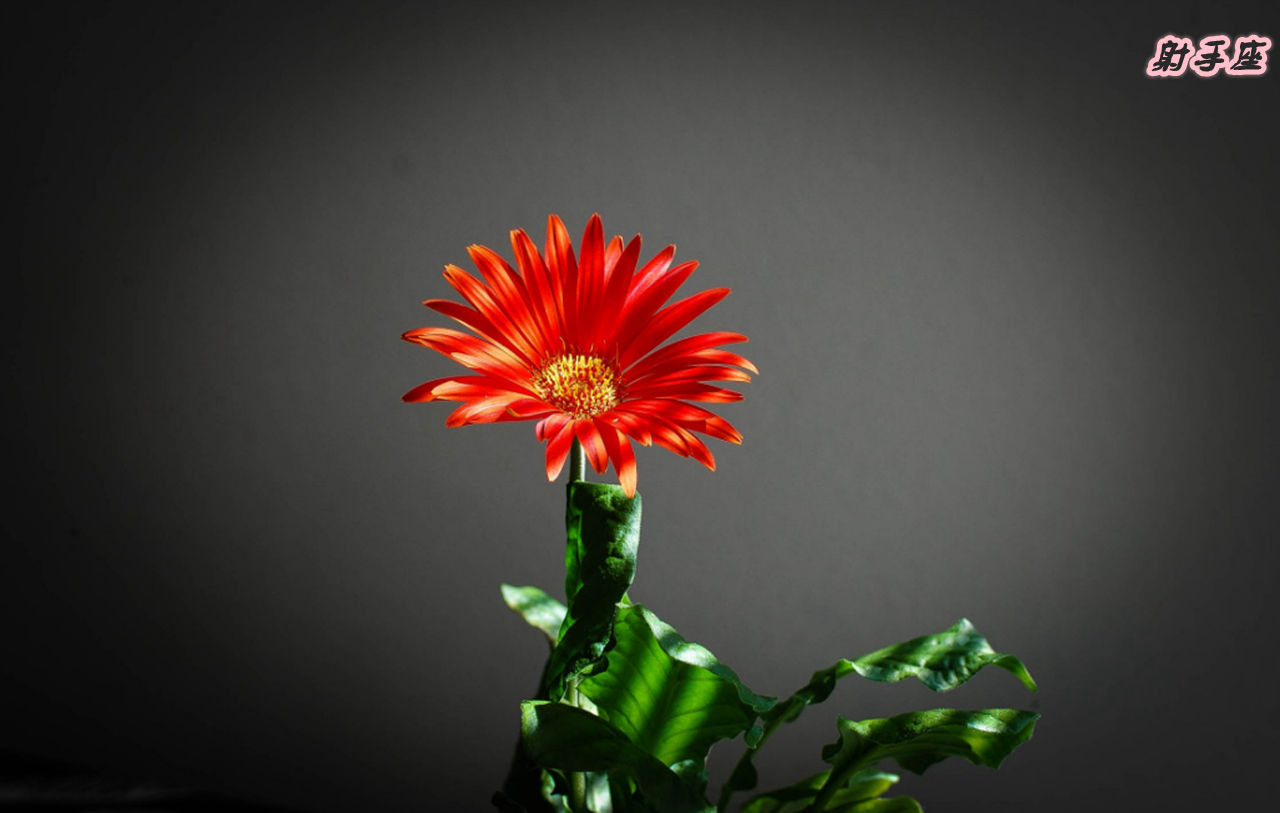 最美星座天秤天蝎座,12星座里的天秤座和天蝎座谁最美