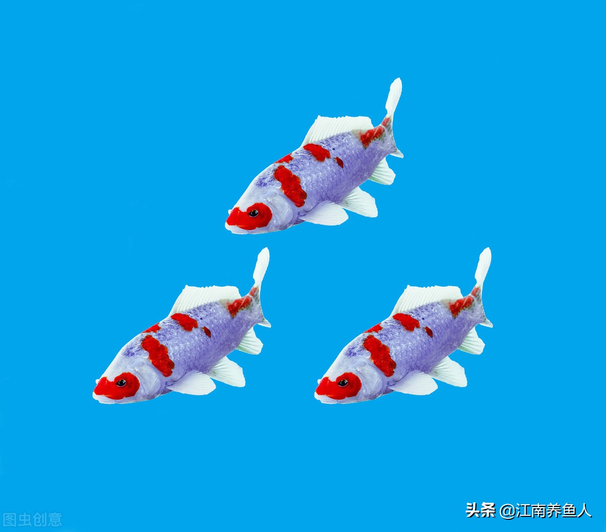 新手养鱼必备基础知识,新手养鱼入门必备知识