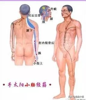 十二经筋连接动态图,十二经筋的图解