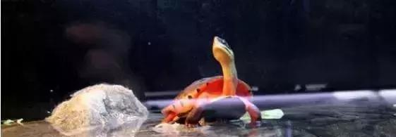 三线闭壳龟和潘氏闭壳龟区别,金头闭壳龟和三线闭壳龟同池