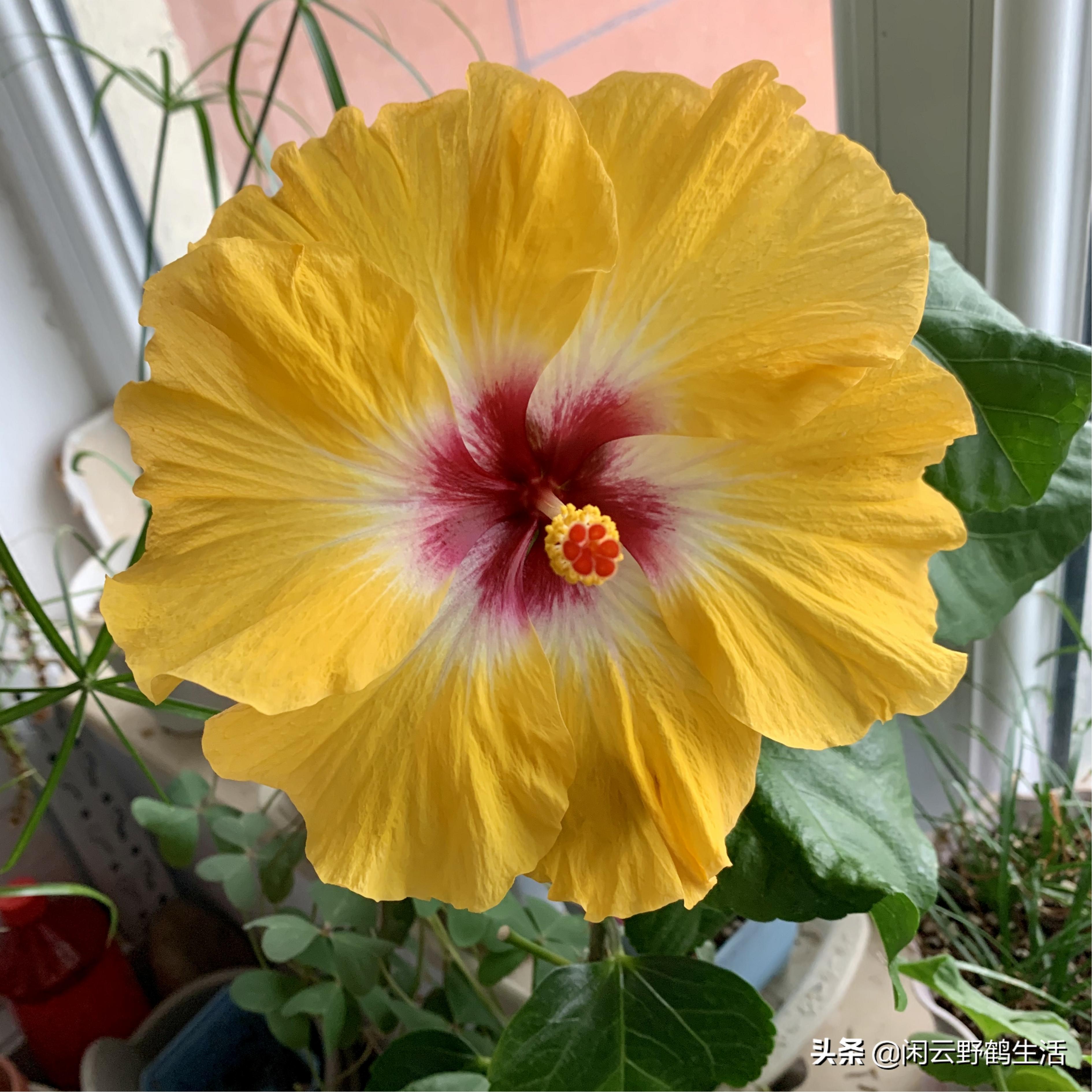 多色扶桑花养护,黄色扶桑花怎样养护和修剪