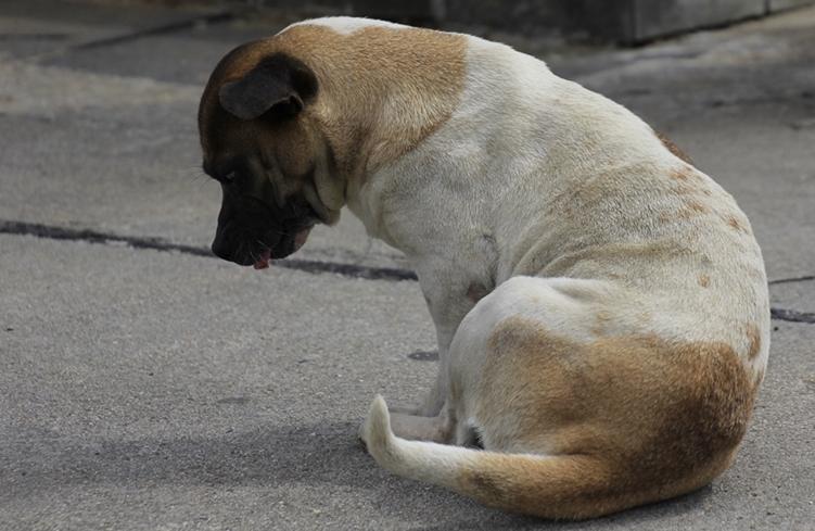 农村老土狗收购,农村有人高价收购10年以上老土狗