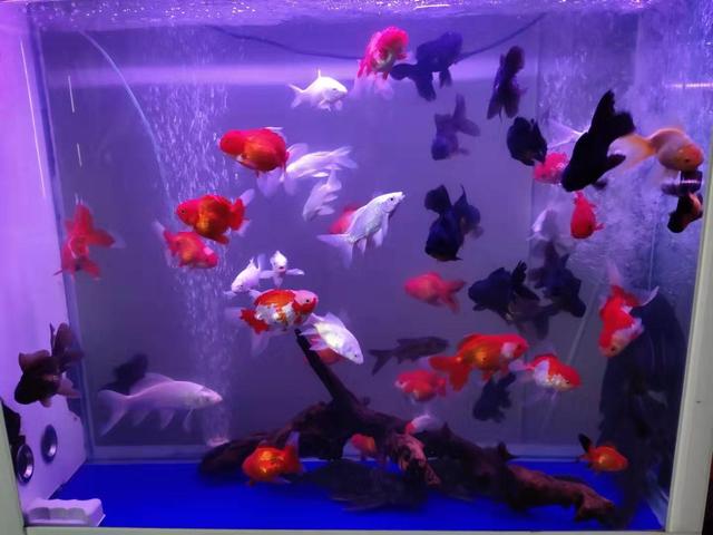 到底哪种小金鱼最好养,小金鱼哪个品种好养