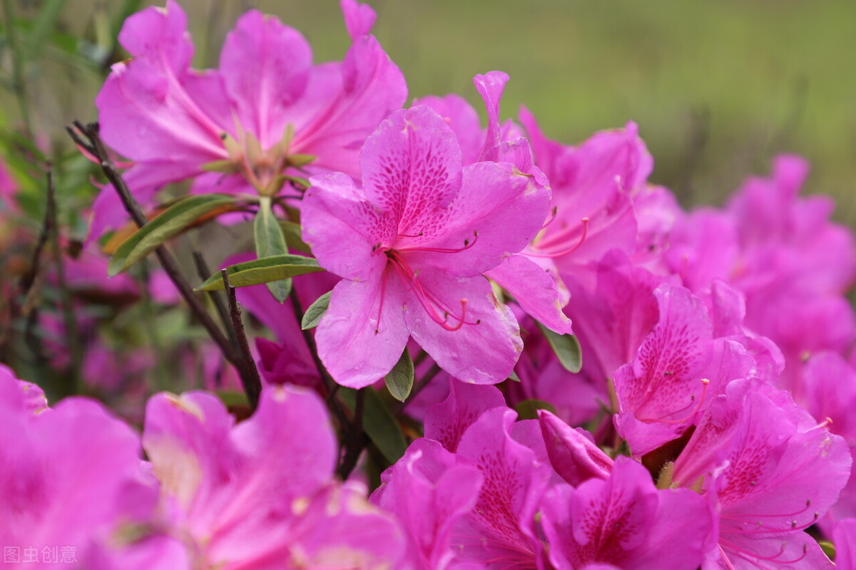 养猫咪不能养的植物,养猫咪的5大隐形危害