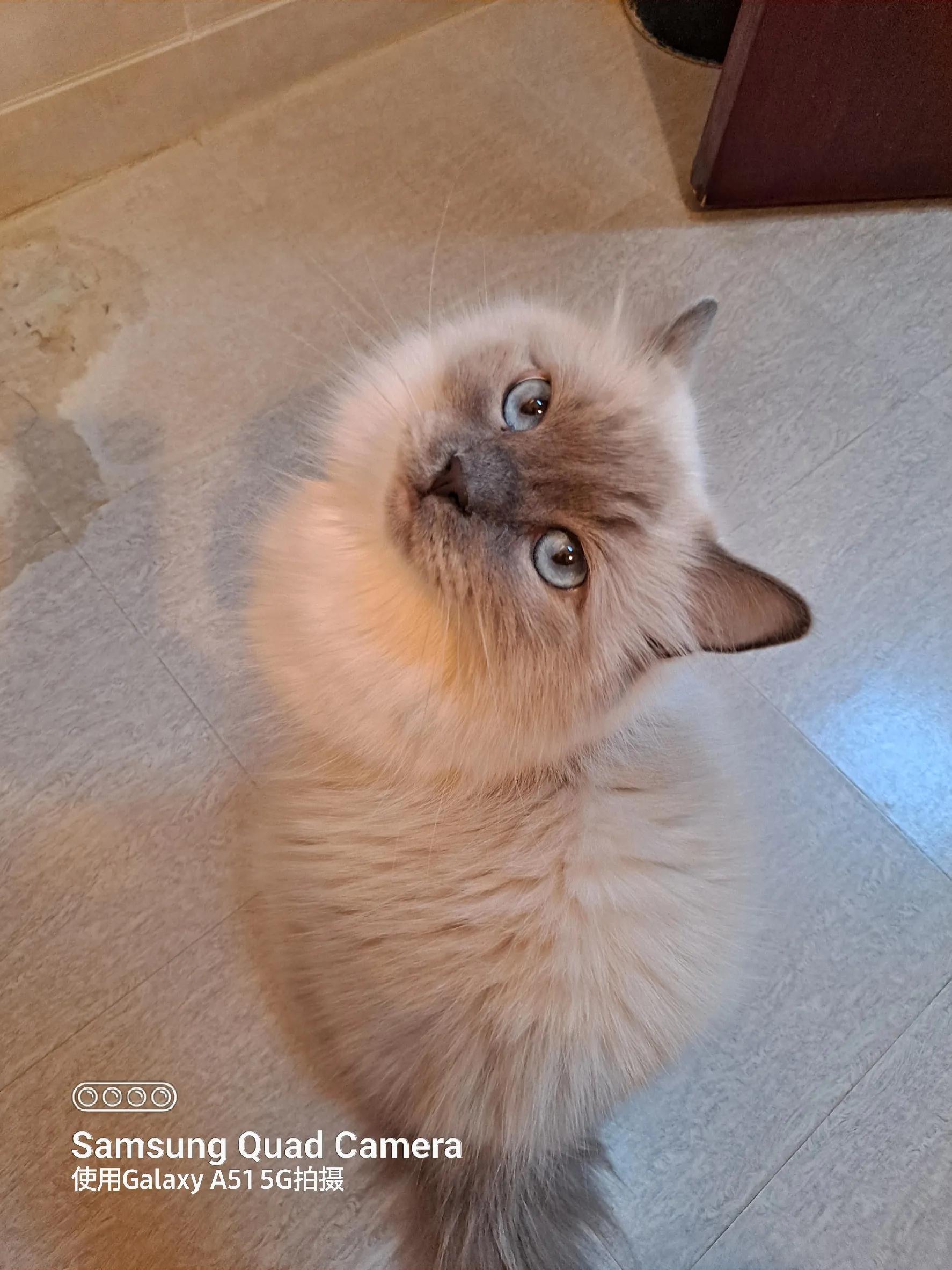 三只小猫的故事,三只小猫的故事感想