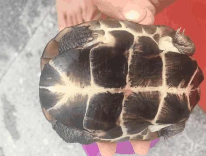 巴西龟在哪里泛滥成灾呢,巴西龟是泛滥物种为什么不吃掉它