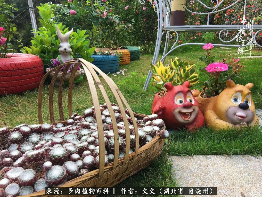 夏季多肉花园图片,初夏多肉花园