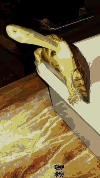 水龟养殖技术视频,水龟饲养入门知识大全