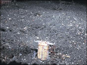 博比特虫瞬间将一条鱼拖入海底,有捕食博比特虫的动物吗