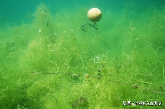 欧鲤钓钓组篇,欧鲤钓组和飞德钓组