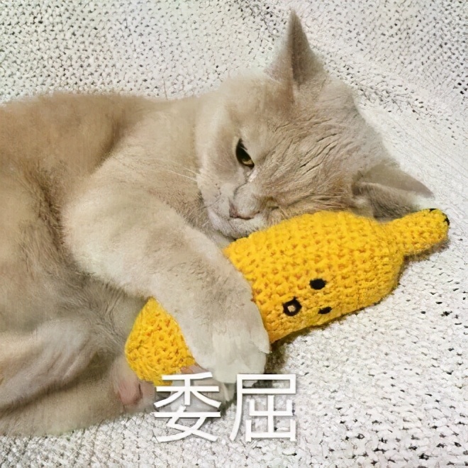 猫丢了三天回来变乖了吗,猫被丢弃后回来就乖了的故事