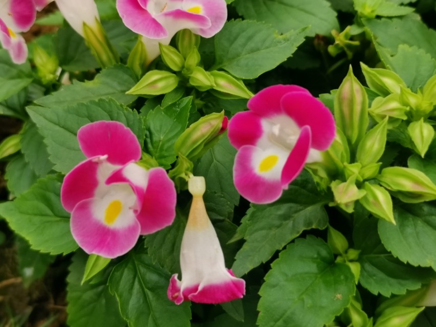 关于童真童趣的古诗100首,10首古诗词感受童真童趣