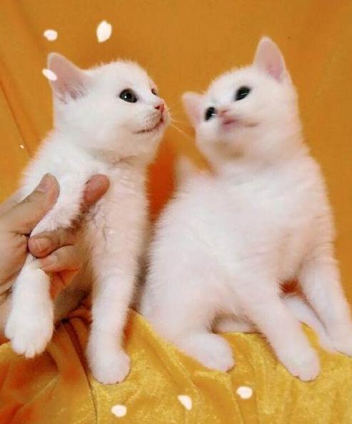 英国短毛猫什么毛色好,英国短毛猫十种受欢迎的毛色