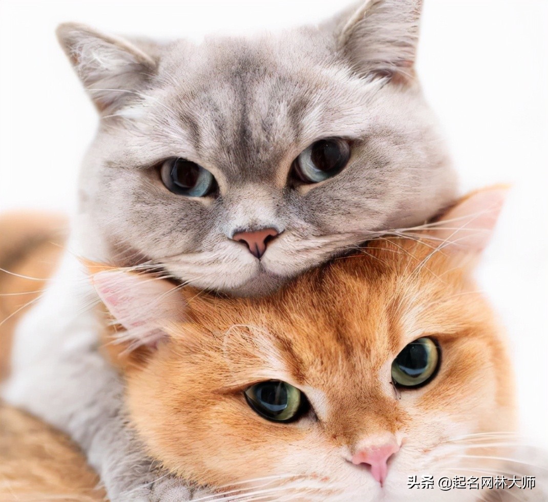 猫咪洋气的名称,猫咪可爱洋气又霸气大全