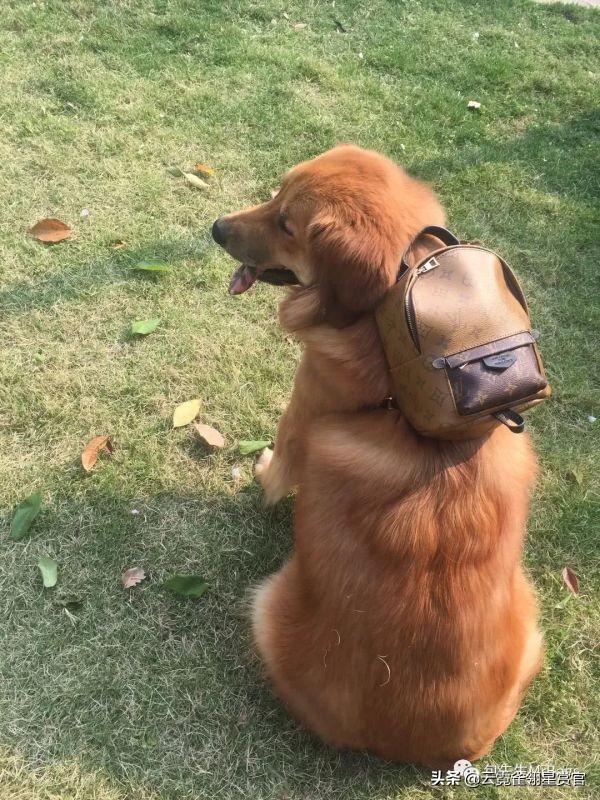 好看又大的宠物包,超好看的宠物包