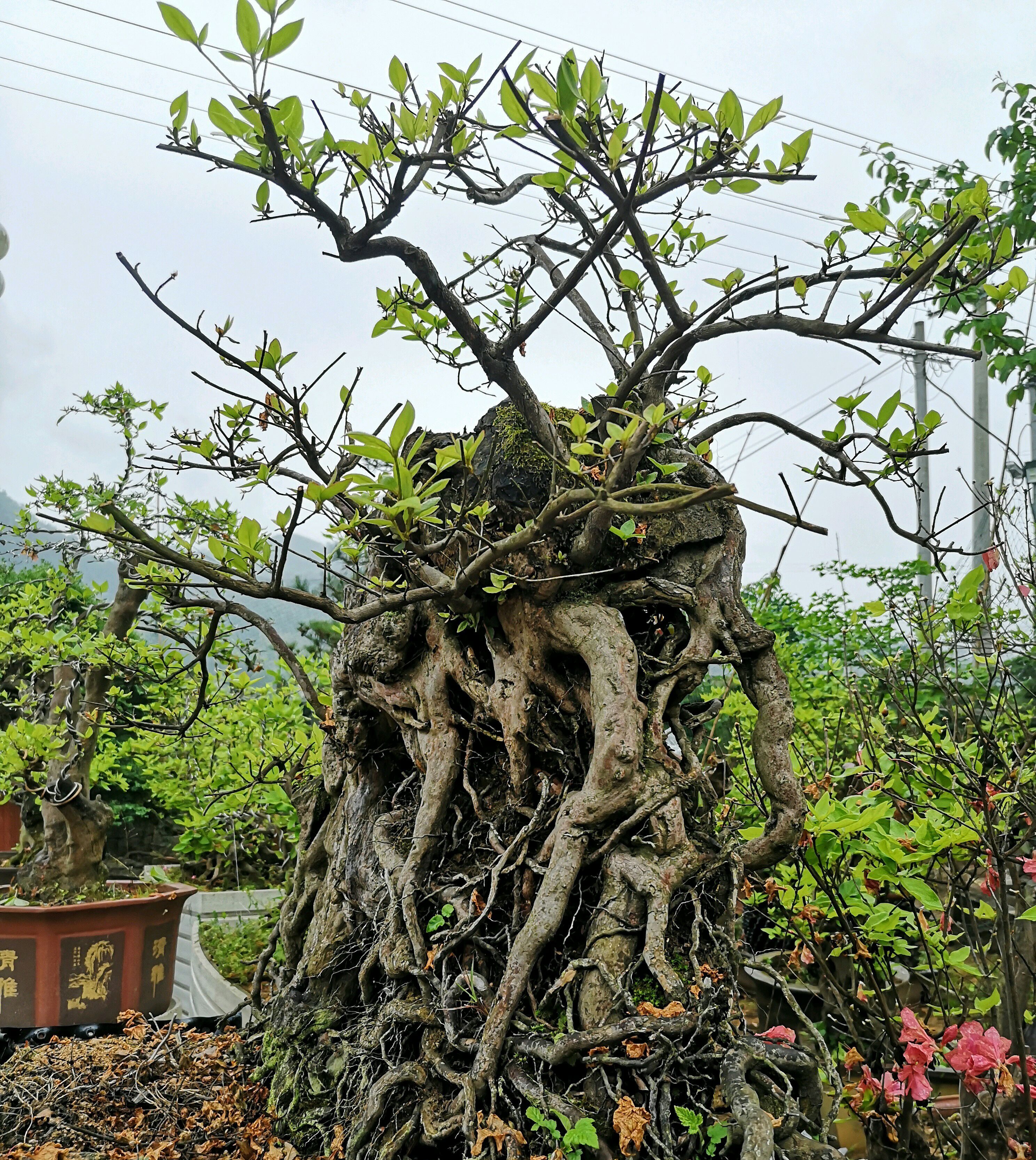 盆景造型中最难得的几种枝,盆景五大流派常见的几大盆景介绍