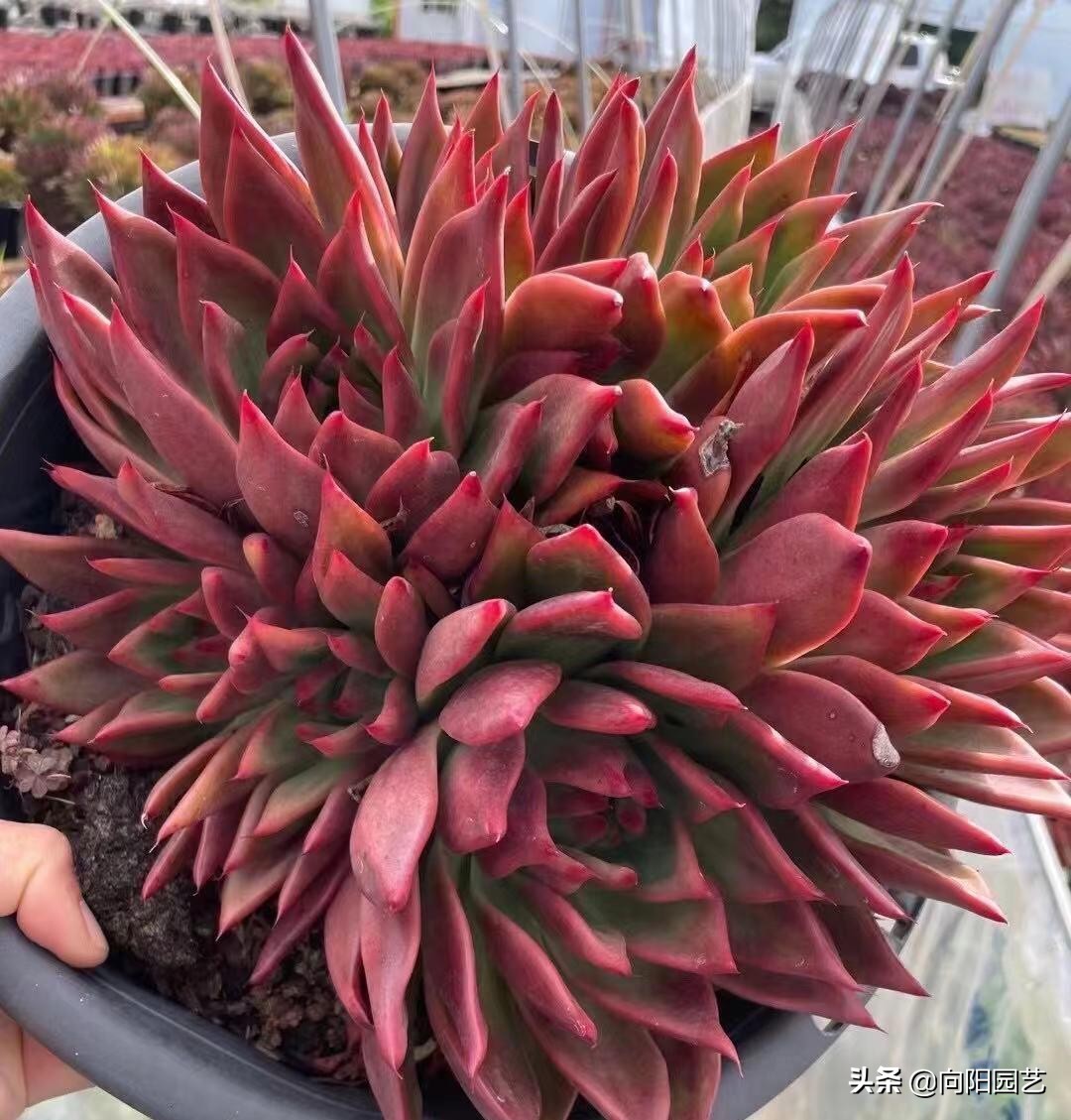 好看好养的植物推荐,最受欢迎的10大多肉品种