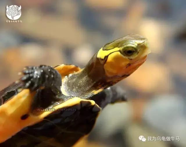 黄缘闭壳龟全集,黄缘闭壳龟和黄缘盒龟