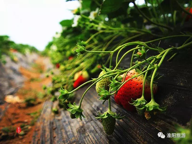 长亭外，古道边……原来淮阳古代的十里长亭竟然在这里