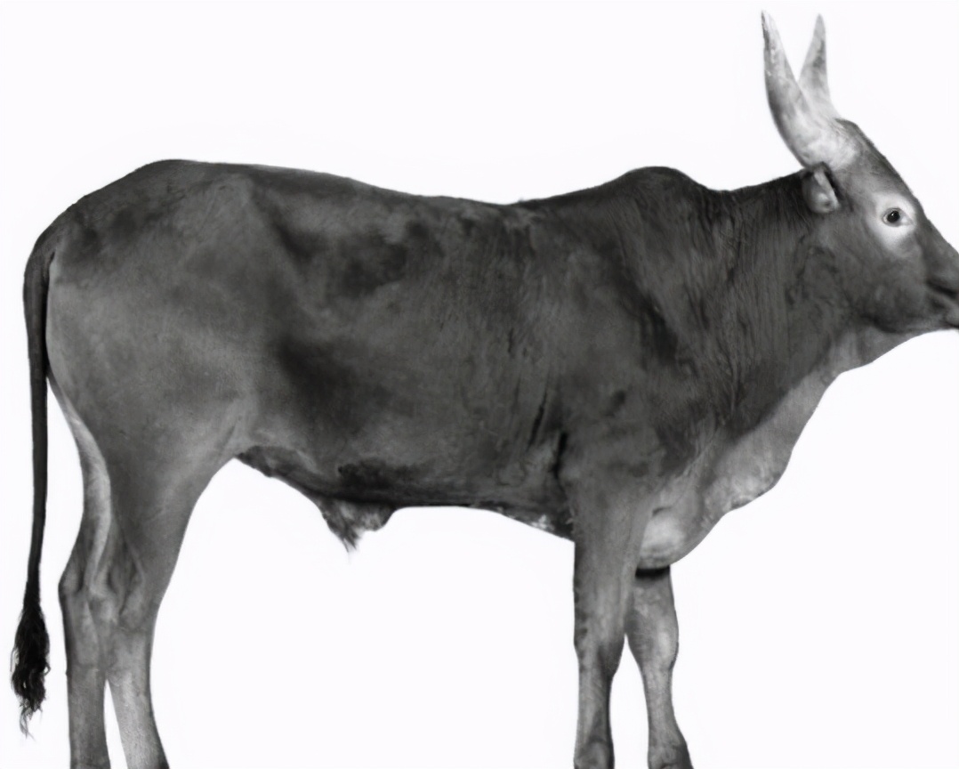 一年级语文比尾巴详细笔记,一年级语文6比尾巴的知识点