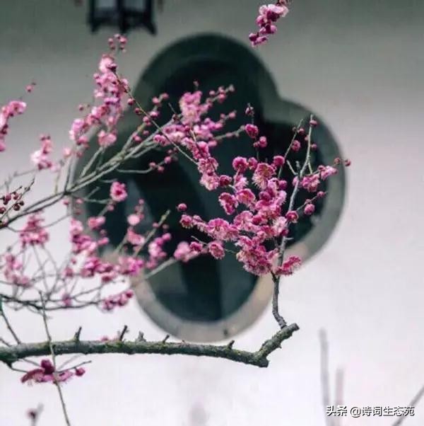 关于梅花我们应有怎样的人生追求,关于梅花我们想到了什么