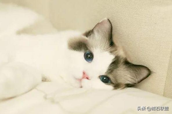 养宠物需要知道的知识,养宠物需要具备哪些知识