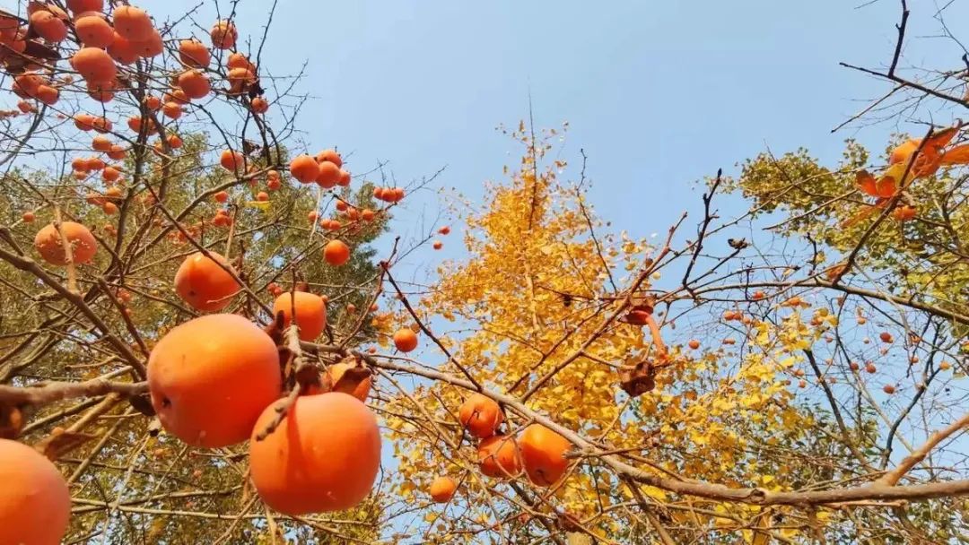 微山岛与京杭大运河,京杭大运河附近小院