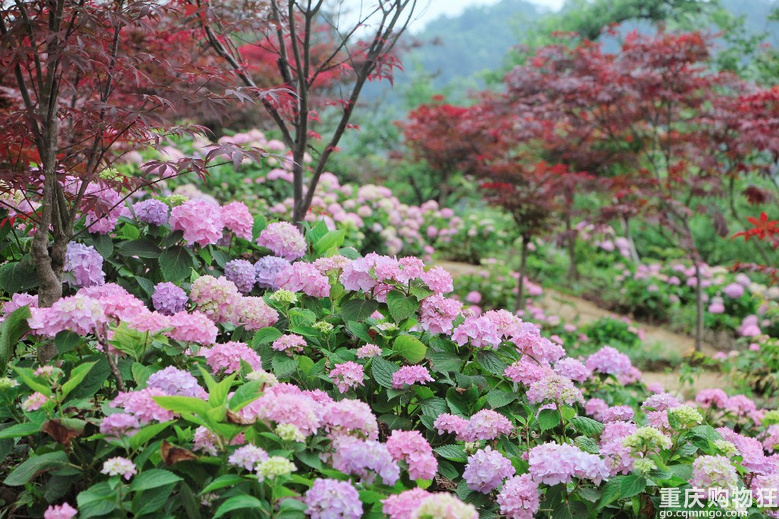 巴南三天两夜游玩攻略,下次去重庆哪里好玩