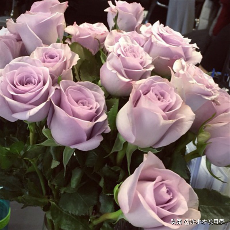 自己买玫瑰花种植,关于种植玫瑰花教程