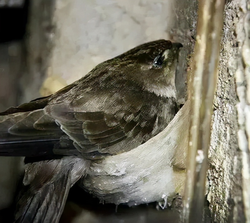 吃燕窝会让金丝燕无家可归吗,吃燕窝有负罪感