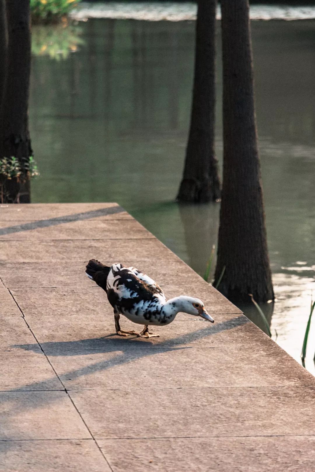 深圳风景最好的岛,深圳有个什么旅游岛