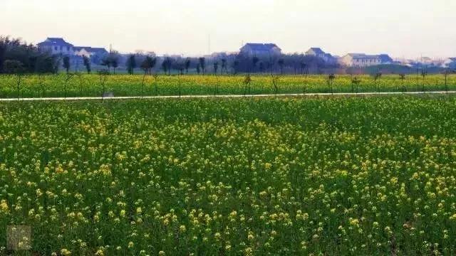 上海哪里有好玩的小山村,江浙沪美丽的小镇