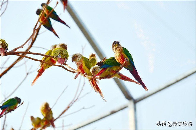 佛山南丹山有株鹦鹉树，几百只鹦鹉在晒秋取暖准备过冬