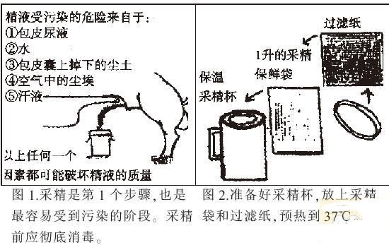 公猪怎么管理母猪,种公猪采集过程中准备哪些工作