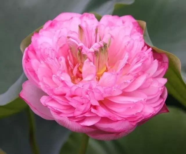 动物与植物有哪些成语故事,哪些成语与植物行为有关