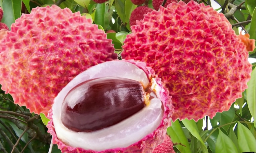 柬埔寨水果进入中国市场,菲律宾香蕉和柬埔寨香蕉