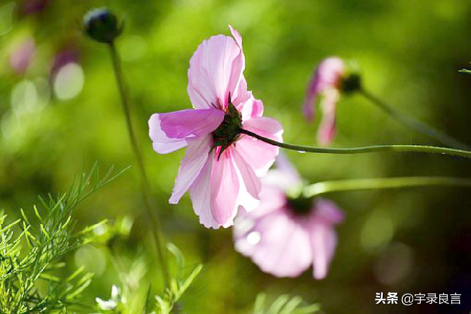 增长人生智慧的经典良言,老一辈人的智慧良言