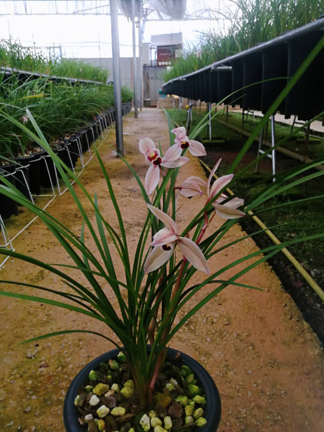 2023莲瓣兰心心相印什么价格,2020年莲瓣兰心心相印价格