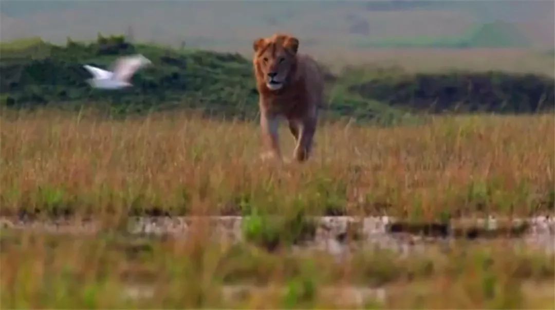 年幼狮子被非洲鬣狗包围，幸好兄弟及时赶来营救，获救后撒娇感谢