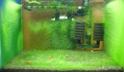 缸内怎么除藻,养鱼除藻