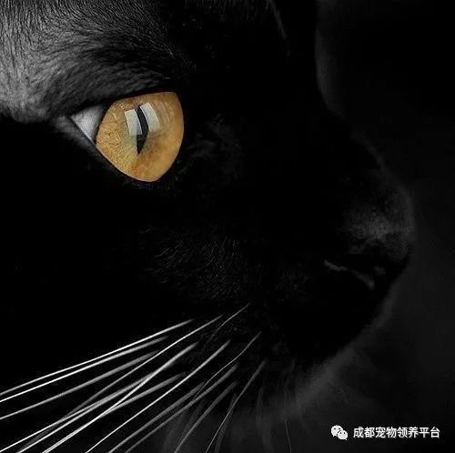 谁说土猫无名猫？快来围观古代猫谱，你家有没有镇宅神兽！