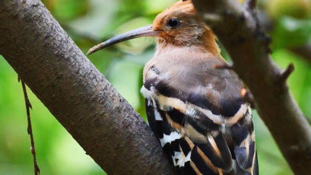 閮戝窞椋為笩瀹跺洯鍥剧墖澶у叏,閮戝窞椋為笩瀹跺洯椋庢櫙