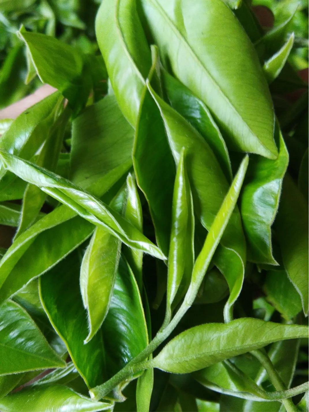 奇楠沉香茶春茶,沉香奇楠花茶小众