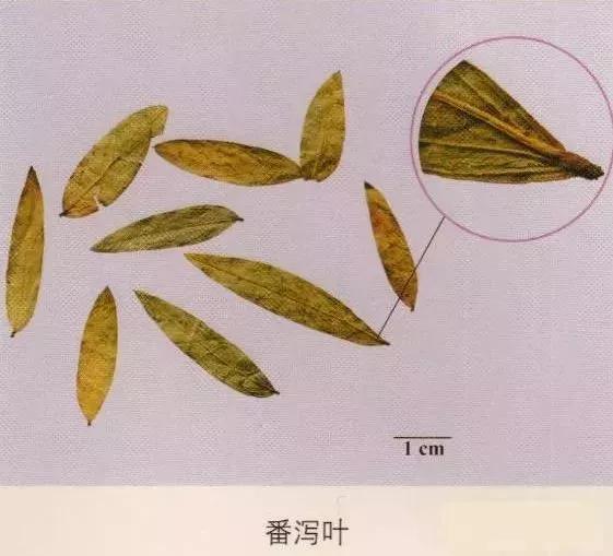 中药材图片大全大图带药名,200多味中药材图谱带图