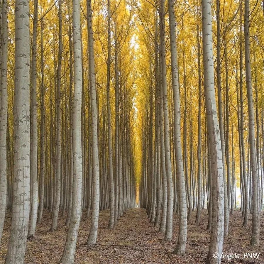 鍥涘缇庢爲,鐢板洯缇庢爲